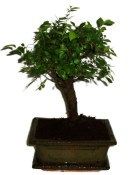 Zelkova 308 - pokojové bonsaje 